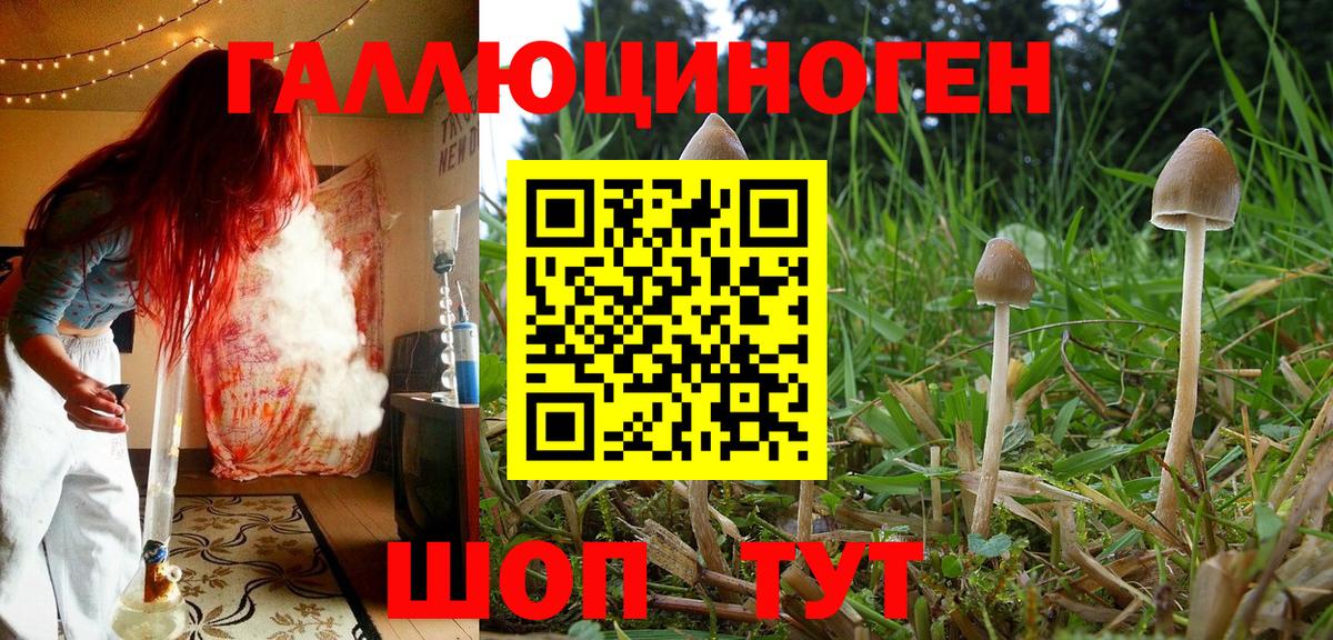 Псилоцибиновые грибы Psilocybine cubensis Семёнов